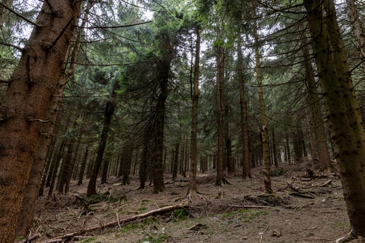 Pine mountain forest, trees growing on the eastern slopes of the Sudeten Mountains in the Czech Republic and Poland. Landscape photo