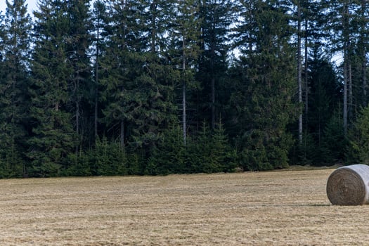 Stacks of hay on a field, Eastern Sudetes on the border of Poland and the Czech Republic. photo