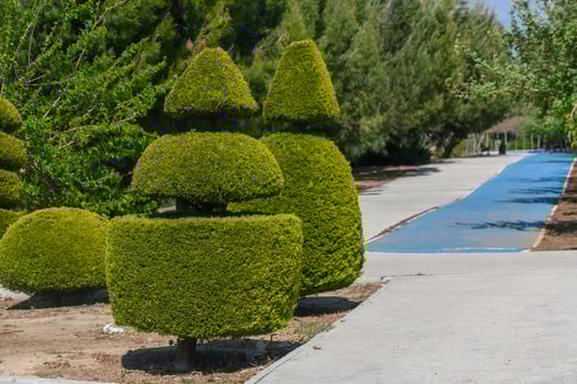 Intricate topiary designs line a serene path in a sunlit park, inviting leisurely strolls and nature contemplation photo