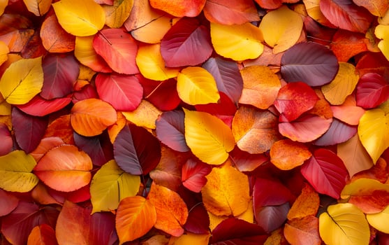 Beautiful maple leaves in autumn. Wallpaper of gold autumn. Seasonal decoration background. Horizontal view. photo
