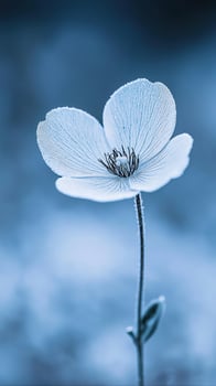 Frosted Flower Close-Up with Glowing Snow Effect for Magical Winter Themed Images photo