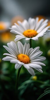 Bright daisies blooming in a garden setting photo