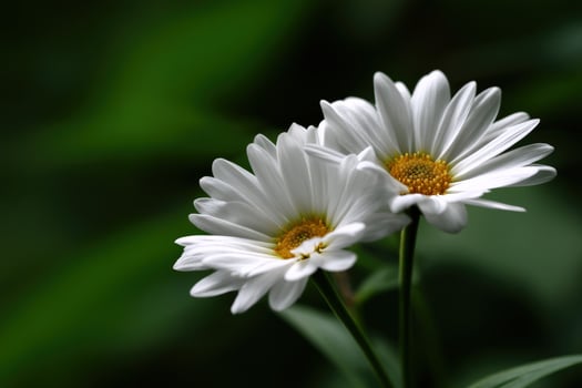 Daisies bloom serenely in natural greenery backdrop photo