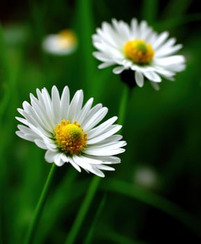 Two white daisies are in the grass with green leaves photo