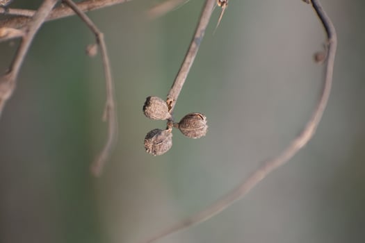 A close-up of Corchorus capsularis, commonly known as jute plant. photo
