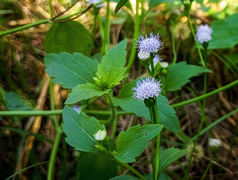 Purple Wild Ageratum in Bloom. A delicate purple Ageratum flower blooms quietly among green foliage in the wild. photo