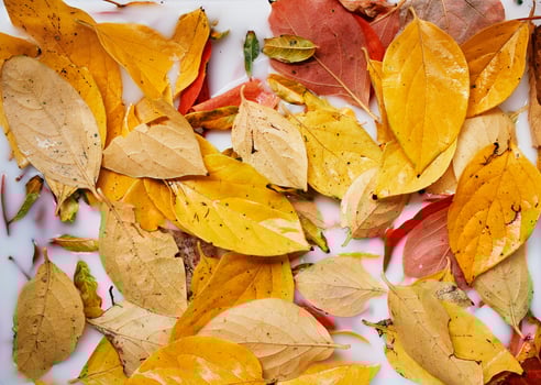 Wet yellow autumn leaves lie in a white liquid. Top view photo