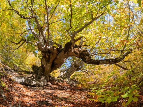 Shadow path winds through an autumn forest photo