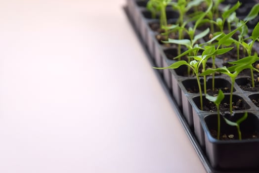 The plant seedlings bloom under on the natural light photo