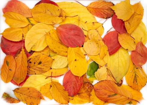 Yellow and red fallen leaves lie on a white background photo