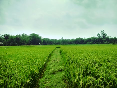 A path through a green rice field photo