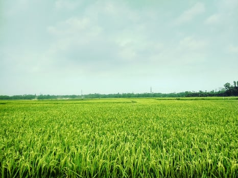 A green field with a blue sky in the background photo