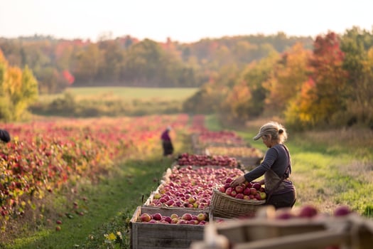 A woman picking apples in a field photo