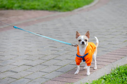 Cute chihuahua in colorful clothes on a leash walking in the street photo