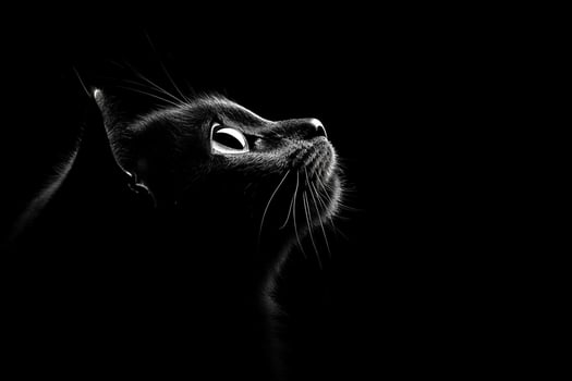 Black and white photo of a cat looking up