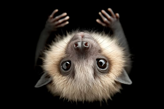 A bat is upside down on a black background photo