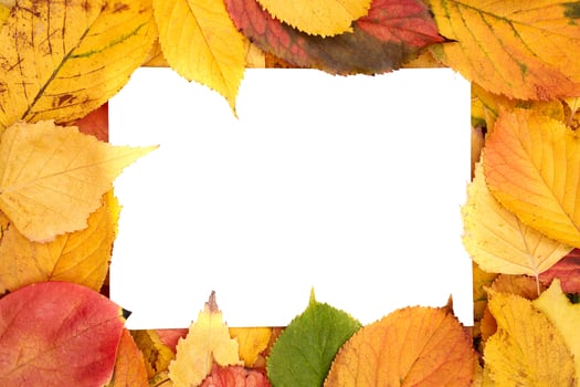 Partially covered horizontal white leaf lies against the background of yellow leaves photo