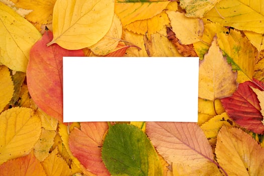 Horizontal white blank card lies on the background of yellow leaves photo