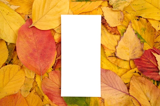 Rectangular empty card lies on fallen yellow leaves photo