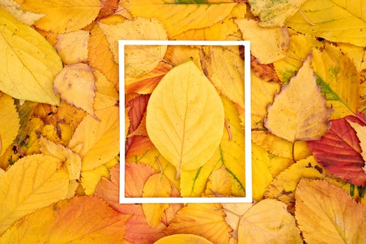Yellow leaf lies in the center of a thin white frame against the background of fallen leaves. photo