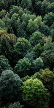 Lush forest canopy above vibrant green foliage photo