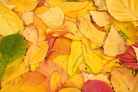 Background of fallen autumn yellow, red and green leaves photo