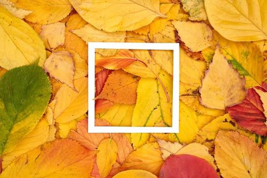 Thin hollow square frame lies on yellow, red and green autumn leaves photo