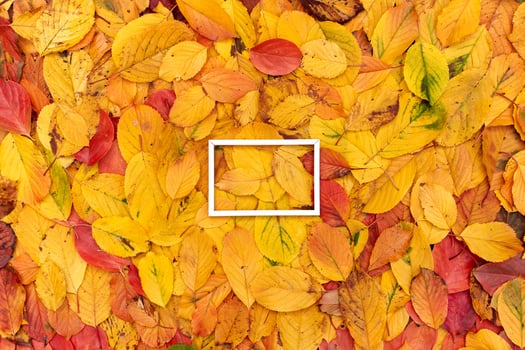 Horizontal white hollow frame lies on the yellow foliage photo
