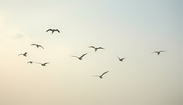 Birds Soaring Gracefully in Soft Pastel Sky photo