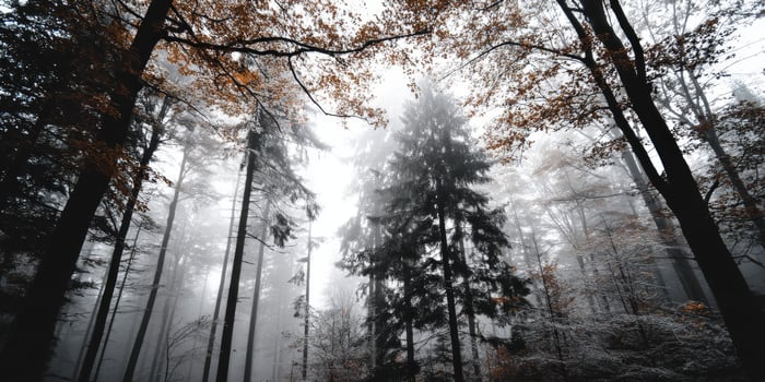 Misty forest landscape with towering trees in autumn photo