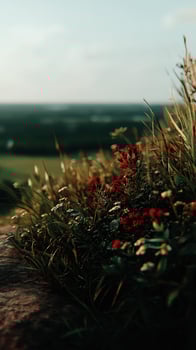 Vibrant wildflowers bloom on a hillside during sunset photo