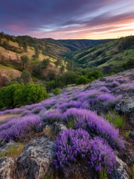 Vibrant lavender fields under a beautiful dusk sky photo