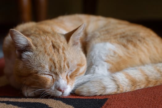 Fluffy orange cat curled up sleeping on a carpet, peaceful and cozy home pet moment. photo