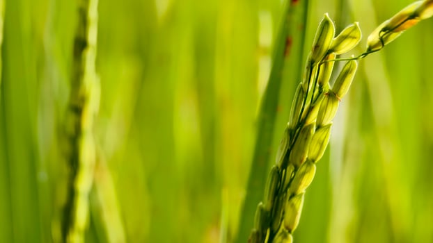 Close Up of Green Rice Plants with Dew Drops in a Vibrant Field, photo