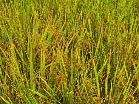 Rice Field with Golden Stalks and Grains Ready for Harvest in Rural Are photo