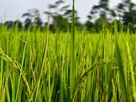 Close-Up of Green Rice Plants with Dew Drops in a Vibrant Field, photo