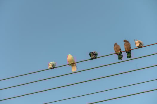 Birds perched on power lines against clear blue sky during a serene afternoon photo