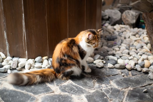 A fluffy long-haired calico cat sits peacefully on a path of smooth gravel stones, its tail curled gently around its paws, eyes half-closed as it soaks in the quiet warmth of the day photo