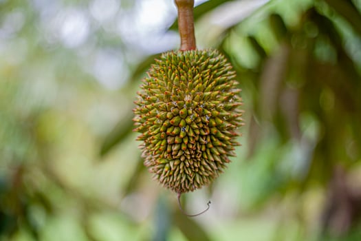 13. Young Durian on Tree .Macro Shot with Bokeh Background photo