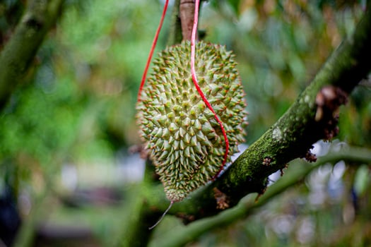 3. Young Durian on Tree .Macro Shot with Bokeh Background photo