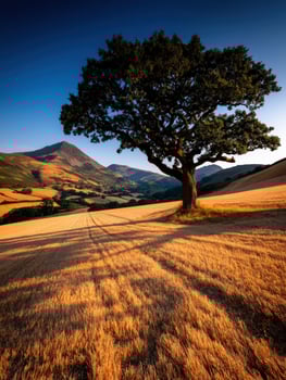 Beautiful tree in golden field at sunset photo