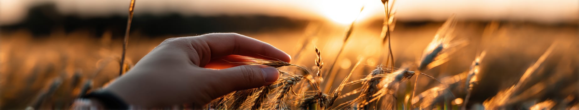 Touching golden wheat in the soft evening light photo