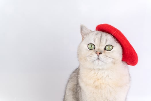 Gray cat wearing red beret with curious expression on white background photo