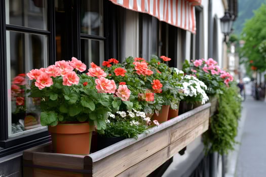 Colorful geranium flowers decorating window box of a restaurant photo