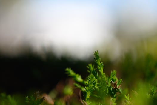 Lush green moss thriving in a tranquil forest setting during a soft morning light photo