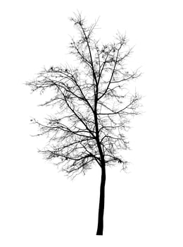 Bare tree isolated over white 4 photo