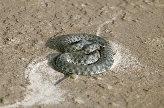 Viper on sand photo