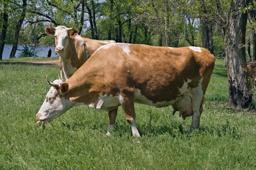 Two cows grazing in a forest photo
