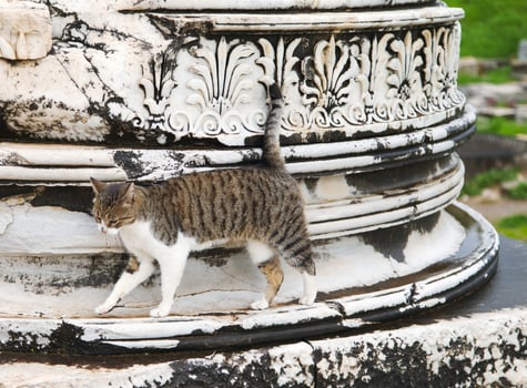 Cat in Ephesus near a column photo