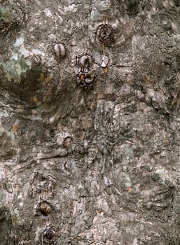 Old tree bark photo